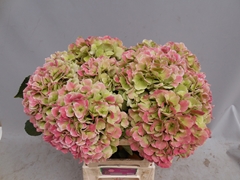 Hydrangea Monika Classic 60cm 19-21cm Hd