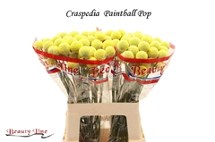 Craspedia Paintball Pop 55cm