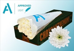 Chrysanth Spray Baltica 70cm 85gr.