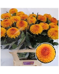 Chrysanth Single Paladov Sunny 80cm 90gr.