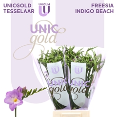 Freesia Single Indigo Beach 50cm 20gr.