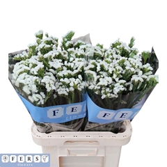 Limonium Sinuatum White Starlight Wings 75cm 65gr.