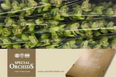 Cymbidium Gladys 80cm