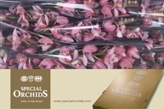 Cymbidium Cocktail 60cm