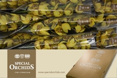 Cymbidium Classic 60cm