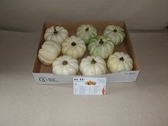 Cucurbita Pepo Baby Boo 13cm