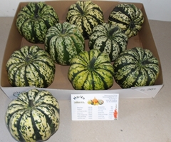 Cucurbita Pepo Sweet Dumpling 14cm