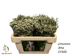 Limonium Sinense Sensi Piña Colada 50cm 15gr.