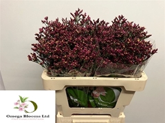 Limonium Sinense Scarlet Diamond 50cm 15gr.