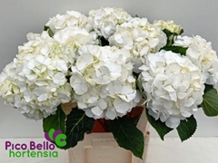 Hydrangea White Verena 80cm 18-20cm Hd