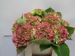 Hydrangea Verena Classic 50cm 17-19cm Hd