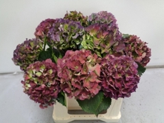 Hydrangea Royal Palace Classic 40cm 13-15cm Hd