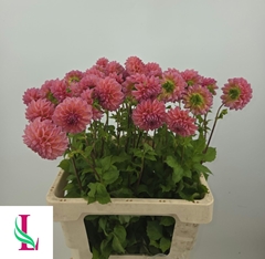 Dahlia Dikara Superb 55cm