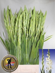 Gladiolus Serena 100cm 160gr.