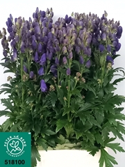Aconitum Carmichaelii Arendsii 80cm