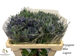 Eryngium Planum Magical Blue Lagoon 50cm