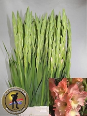 Gladiolus Careless 110cm 200gr.