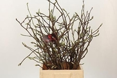 Magnolia Grandiflora 60cm