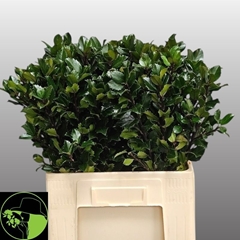 Ilex Leaf Blue Prince 60cm