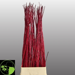 Cornus Sibirica 100cm
