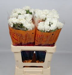 Dianthus Single Antarctica 55cm