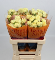 Dianthus Single Hermes 55cm