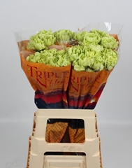 Dianthus Single Celtic Green 60cm