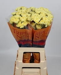 Dianthus Single Hermes 65cm