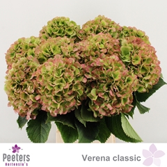 Hydrangea Verena Classic 65cm 17-19cm Hd