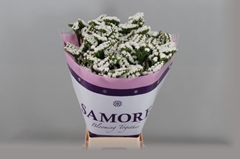 Limonium Sinuatum Silvery Sun Birds 60cm 20gr.