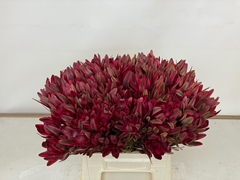 Leucadendron Jester 45cm