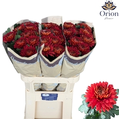 Chrysanth Single Tusca 80cm 65gr.
