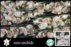 Cymbidium Mrs. Sugar Lee 80cm