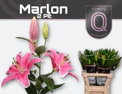 Lily Oriental Marlon 75cm 2+
