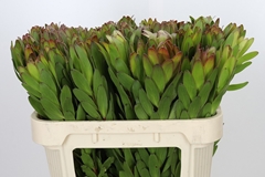 Leucadendron Safari Goldstrike 70cm