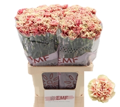 Dianthus Single Wow+ 65cm