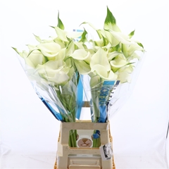 Zantedeschia Captain Ventura 70cm Twisted