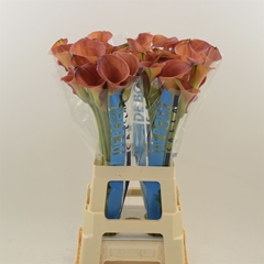 Zantedeschia Sunset Passion 70cm