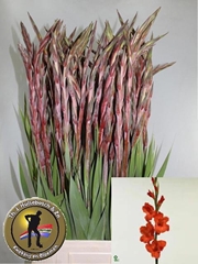 Gladiolus Magma 100cm 170gr.