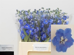 Delphinium Double Delphi's Morninglight 60cm