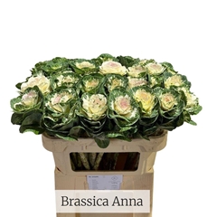 Brassica Empire Anna 70cm