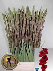 Gladiolus Fat Boy 100cm 160gr.