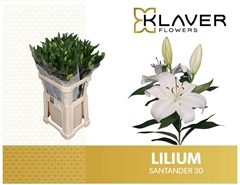Lily Oriental Santander 85cm 3+