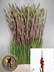Gladiolus Red Balance 100cm 140gr.