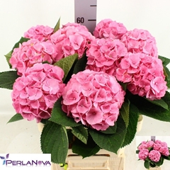 Hydrangea My Beautiful Heaven 60cm 12-14cm Hd