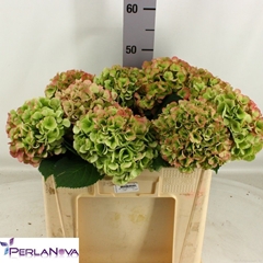 Hydrangea My Beautiful Heaven Classic 50cm 14-16cm Hd