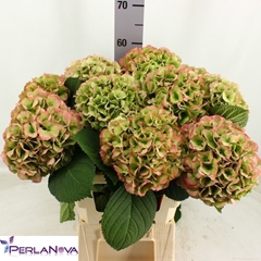 Hydrangea My Beautiful Heaven Classic 60cm 16-18cm Hd