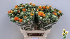 Carthamus Zanzibar 80cm