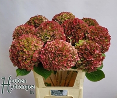 Hydrangea Glowing Alps Classic 80cm 18-20cm Hd