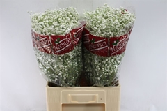 Gypsophila Paniculata Mirabella 70cm 30gr.